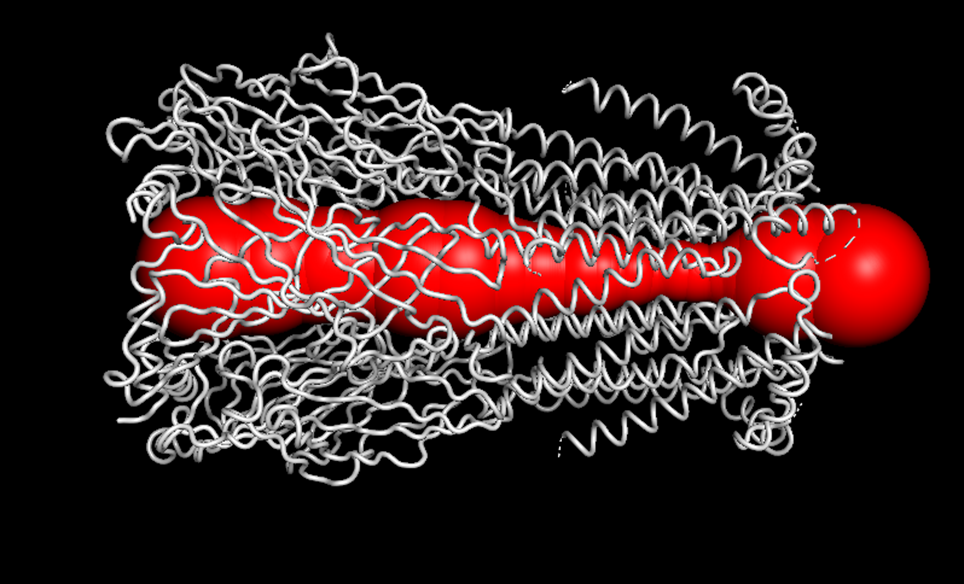 Figure 10.1: Visual representation of the open-state pore (Radius 4.4 Å) obtained via iMODS Normal Mode Analysis.