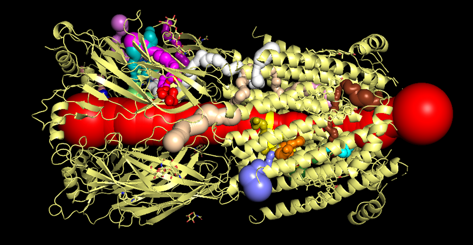 Figure 1: 3D mapping of the central pore and lateral exhaust fenestrations