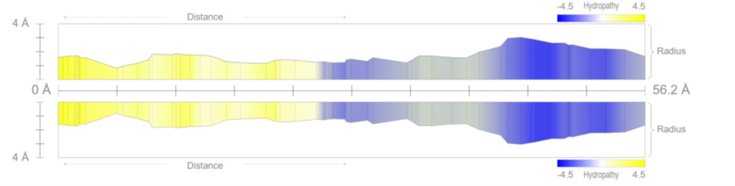 Figure 2.1: 2D radius profile of Tunnel 19 showing hydrophobic regions (yellow) and undulatory geometry.
