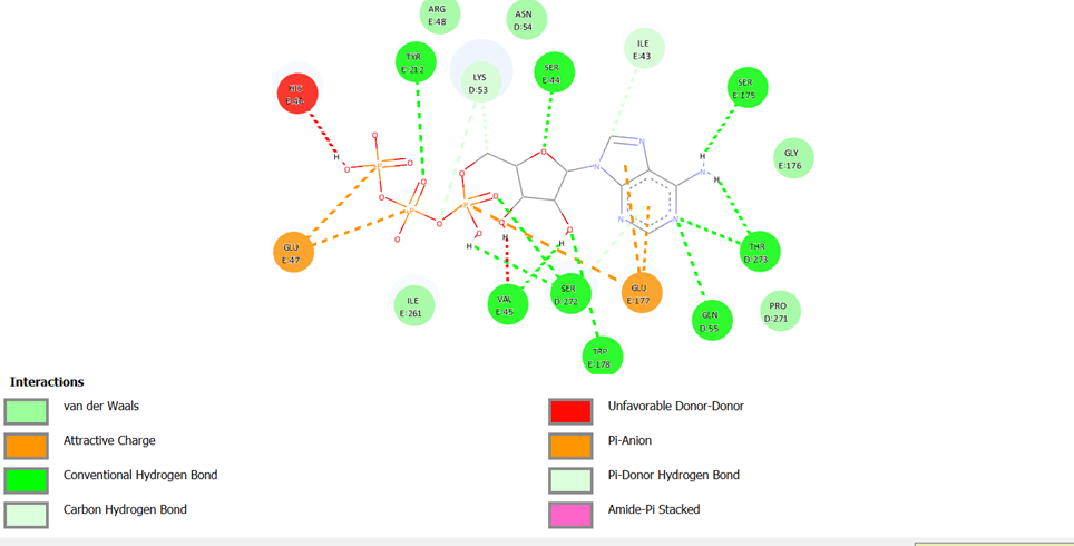 Figure 5.1: 2D interaction map showing the precise H-bonds between ATP and Tyr 212.